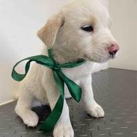 Cane adotta meticcio dolce taglia media