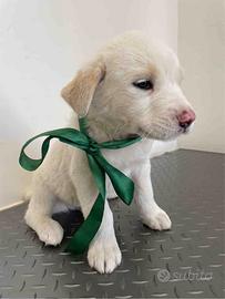 Cane adotta meticcio dolce taglia media