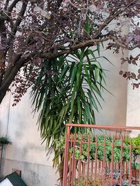 pianta Yucca altezza 3,5 m circa.
