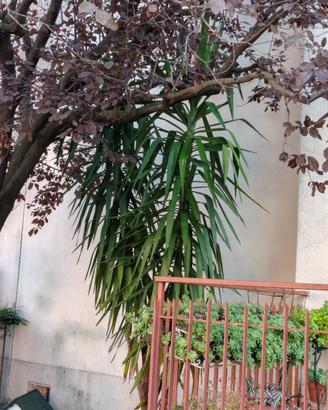 pianta Yucca altezza 3,5 m circa.