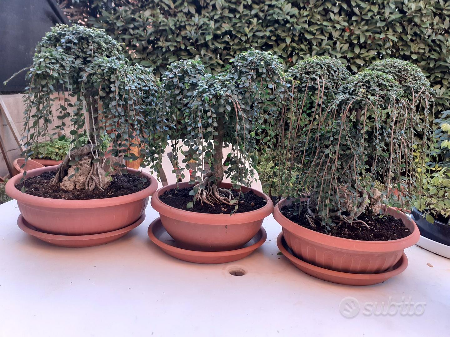 Bonsai zelcova Giardino e Fai da te In vendita a Lucca
