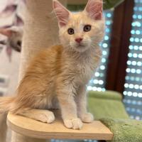 Ultimo cucciolo Maine Coon dolcissimo