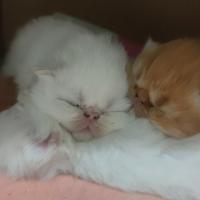 Cuccioli di Persiano