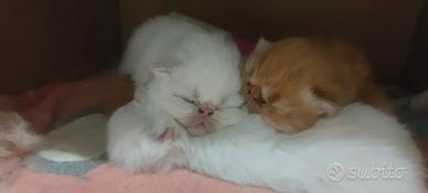 Cuccioli di Persiano