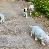 Cuccioli di Setter inglese