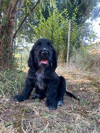 Cuccioli di cocker