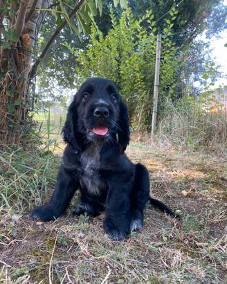 Cuccioli di cocker