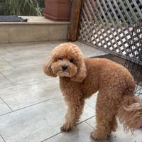 Barboncino nano adulto