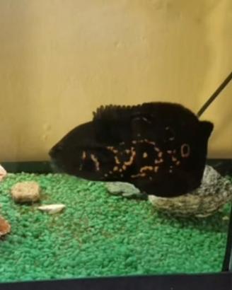 Pesce
