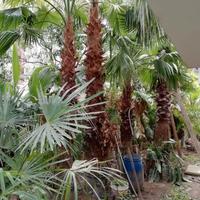 Palme, palma - Washington filifera robusta