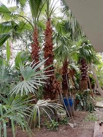 Palme, palma - Washington filifera robusta