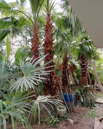 Palme, palma - Washington filifera robusta