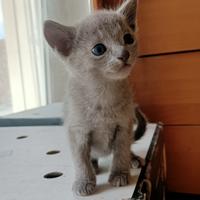 Cucciolo blu di russia con pedigree anfi