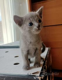 Cucciolo blu di russia con pedigree anfi