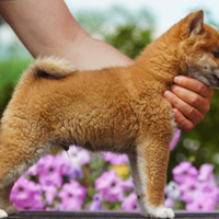 Shiba cucciolo con pedigree ENCI