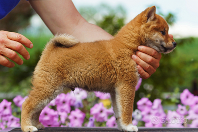 Shiba cucciolo con pedigree ENCI