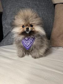 Spitz Pomeranian