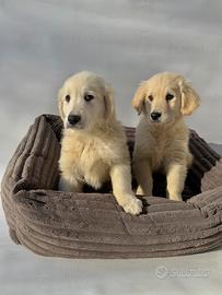 Golden Retriever- M & F