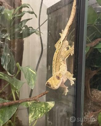 Geco ciliatus + box completo