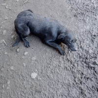 Cucciolone di labrador retriever dolcissimo