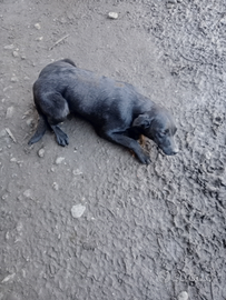 Cucciolone di labrador retriever dolcissimo