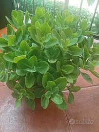 Pianta grassa Sedum in vaso rotondo diametro cm 25