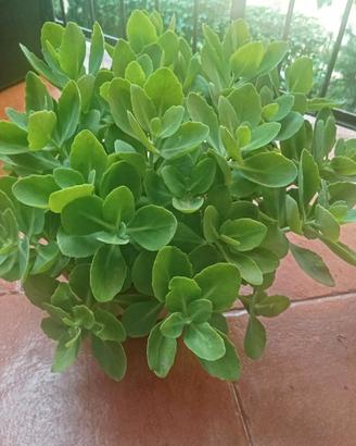 Pianta grassa Sedum in vaso rotondo diametro cm 25