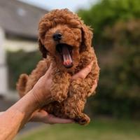 Cuccioli barboncini mini toy M e F