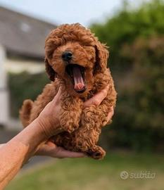 Cuccioli barboncini mini toy M e F