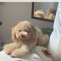 Cucciola barboncina toy femmina-3 anni