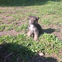 Cani pastore tedesco e maremmano