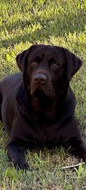 Fidanzatina per Labrador