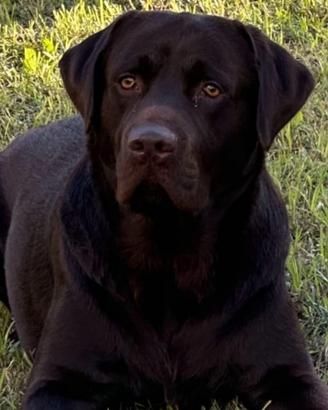 Fidanzatina per Labrador