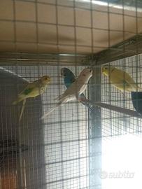 Cocorite