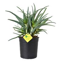 piante aloe arborescens solo 5 euro