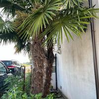 🌴 Palme Trachycarpus Fortunei  4 m