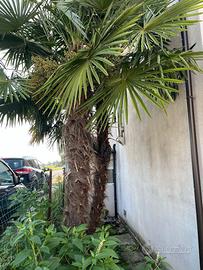 🌴 Palme Trachycarpus Fortunei  4 m
