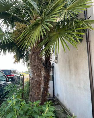 🌴 Palme Trachycarpus Fortunei  4 m