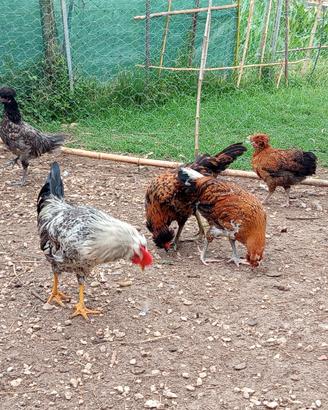 Galline galletti