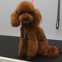 Barboncino mini toy per monta