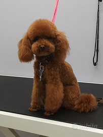 Barboncino mini toy per monta