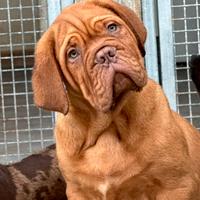 Cucciolo Dogue De Bordeaux