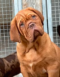 Cucciolo Dogue De Bordeaux