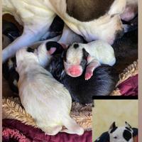 Cuccioli amstaf