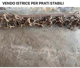 Istrice per prati