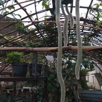 giardino fai pianta grassa te