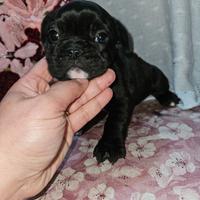 Bulldog francese nero e bianco