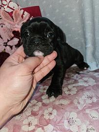 Bulldog francese nero e bianco