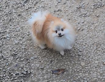 Pomerania Spitz tedesco nano pedigree