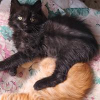 Gattino nero pelo lungo incrocio sacro di Birmania